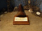 Megalodon Shark Tooth 4  Fossil Display Stand Engraved Plaque Tooth Not Included