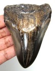 Megalodon Shark Tooth - Shark Teeth Real Fossil -3 37     No Restorations