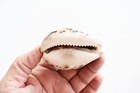 3 Large Tiger Cowrie Shell  cypraea Tigris  3    Craft Beach Decor Nautical Arts