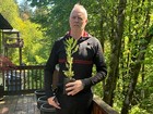 Piltz Giant Sequoia Redwood Tree Starts