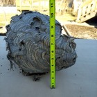 Large 20  Bald Faced Hornet Nest Natural Paper Wasp Hive Rustic Halloween Prop