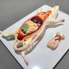 Dissected Rat Anatomical Model  Rat Autopsy Medical Display