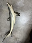 46    Bullhead Shark