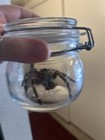 Brazilian Whiteknee Tarantula Molt In Glass Jar With Clasp Lid