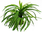 Aquarium Decor Fish Tank Decoration Ornament Artificial Plastic Plant Green     