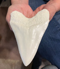 Almost Perfect Megalodon Replica Tooth 4 3 4  Nearly Perfect Serration White