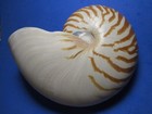 Natural Chambered Nautilus  a Classic Collectible    approx   6 5 Inches 