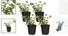 4 Pack Of Eucalyptus - Aromatic  Edible   Air Purifying  Perfect For Your Space