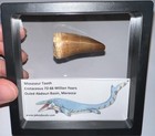 Framed Huge Mosasaur Fossil Tooth Lot Dinosaur Era Marine Reptile One Per Order 