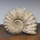Smaller Douvilleiceras Tractor Ammonite Complex High Evolved Fossil Heavy Tread