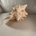 Vtg Natural Large Pink Queen Conch Shell 10    Long 3 8 Lbs Coastal Beach Decor