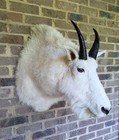 Large Mountain Goat Shoulder Mount - 8 Inch Horns