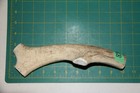 Large Upper Elk Antler Dog Chew  58   Bone Chews Moose Treats Deer 305