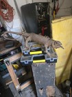 Taxidermy Lizard Specimen Display  Stitched Body  Skin Material