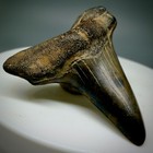 Excellent 1 47  Fossil Extinct Ginsu Tooth  - Cretoxyrhina Mantelli  Mississippi