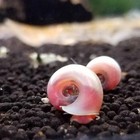 10 5  Ramshorn Snails Pearl Pink Algae Eater  Fresh Water Clean Up Crew