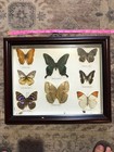 Antique Butterfly Taxidermist Display