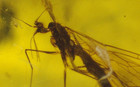 Mosquito Like Cretaceous Scorpion Fly In Burmese Amber Fossil Dinosaur Age