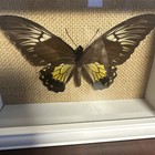 Troides Helena Linnaeus Birdwing Framed Female Specimen Excellent Find 