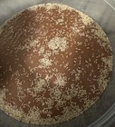 1 000  Live Temperate Springtails  folsomia Candida  Production Culture 