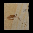 1 8  Fossil Shrimp Carpopenaeus Cretaceous Age 100 Mil Yrs Old Lebanon Coa