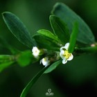 Polygonum Aviculare 100  Pcs Fresh Seeds  Common Knotgrass  Prostrate Knotweed