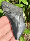 Natural Beautiful 2 87    Megalodon Tooth Fossil Shark Teeth