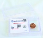 7 Mukhi Rudraksha Seed - Original Nepali Seven Face Rudraksha Beads - Shiva And