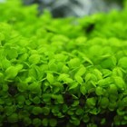 Plant Seed Fish Tank Aquarium Aquatic Water Grass Decor Garden Foreground Seeds