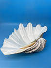 Large Bear Paw Clam Shell Hippopus Seashell 8 5 Inch Tillandsia Aquarium Beach
