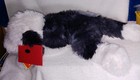 Fao Schwarz Adopt-a-pets Mix Pups Sheepadoodle Puppy Dog Plush 18 l Nwt