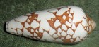 Ra Rfm 86330 Conus Episcopatus Da Motta 1982 69 3mm  Collected Off Ceylon  sri L