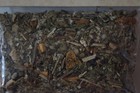Lady s Choice  respiratory  Tea   Herb Magick