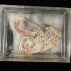 Florida Seashell Collection Tiny Shells See Pics For Data  a183 