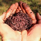 1 Lb Live African Nightcrawlers - Free Shipping