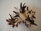 Wow Spines   hexaplex Cichoreum W o 104 4mm philippine Seashell