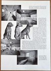 1936 Dilwyne Kennels Chesapeake Bay Dogs Rm Carpenter Montchanin De Photo Pages