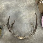 Mule Deer Antlers  On Skull Plate  1234