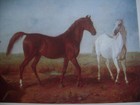 Imported Fysaul   Mare Horses -edward Troye British-american Artist 19th Century