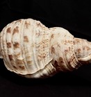 Large Pacific Charonia Tritonis Or Triton Trumpet Shell 14 5