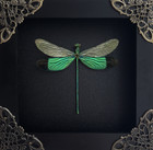 Real Dragonfly Taxidermy Framed Black Shadow Box Oddities Curiosities Decor Gift
