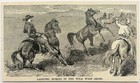 1888 Lassoing Horses In Wild West Show Wood Engraving Victorian Buffalo Bill A1a