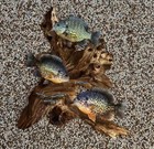 Pumpkinseed Replica Driftwood Scene  Flat Metal Fish Art Decor  Sunfish Replica