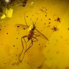 Gnat Mosquito In Burmese   Burmite Amber Fossil   100  Genuine Amber 