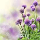 Common Chives Seeds  Non-gmo  Variety Sizes Sold  Free Shipping