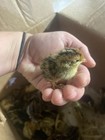 15 Corturnix Quail Eggs Hatching Shipped Fresh Rare Colors Variety