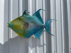 24  Queen Triggerfish Two Sided Fish Mount Replica - Quick Production