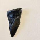 3 6    Megalodon Shark Tooth Fossil Kids Gift Fossil Teeth Present Nc Sharks Rare