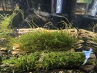 Live Freshwater Aquarium Java Moss On 6  Cholladriftwood  Beginner Easy Ready