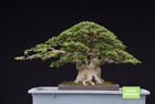 Big Sale - Premna Microphylla Bonsai Small Size -  Unique Specimen - Real Pict